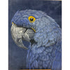 Blue Macaw in Colored Pencils E-Pattern By Debbie Cushing